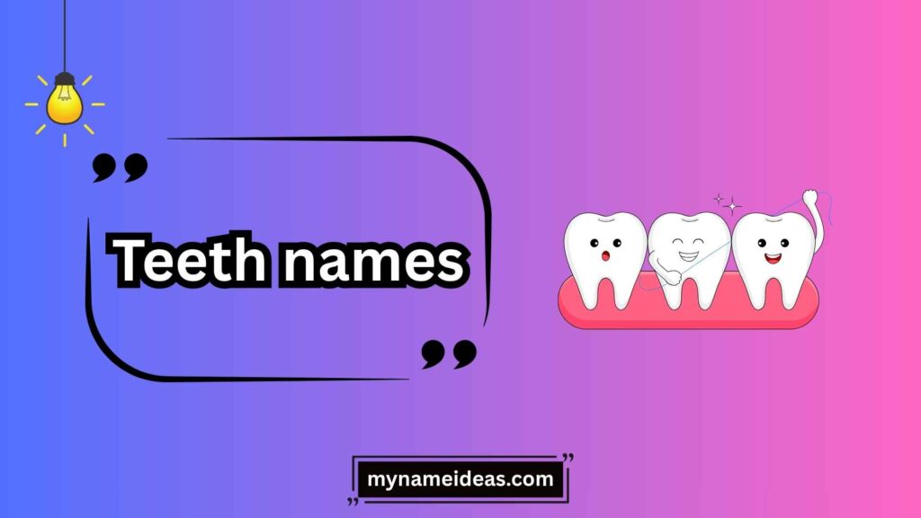 Incisors: The Front Cutting Teeth